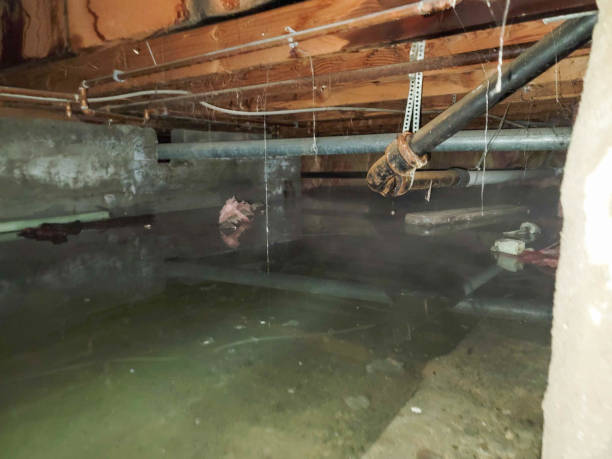 Best Water damage restoration specialists  in Redington Beach, FL